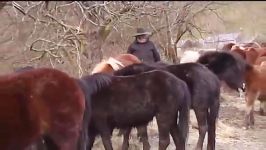 Welsh Mountain Pony