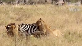 شکار گوزن بوفالو گورخر توسط شیرها  نبرد حیوانات در حیات وحش