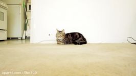 گربه ابر قهرمان ولورین568