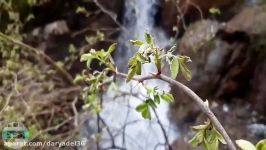 منطقه گردشگری درختجوز در روستای ارخود بهار ۱۳۹۹