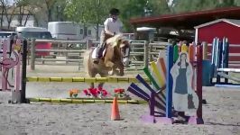 Haflinger Pony