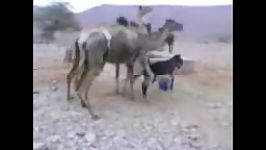 الاغ گرسنه Hungry Donkey