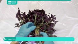 آموزش پرورش گل گیاه  نحوه تکثیر گیاه برگ بیدی  02128423118