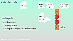 انواع گلبولهای سفید نقش ان ها  فاطمه کارگریان