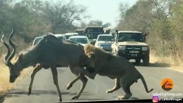 تلاش شیر نر برای شکار گوزن کودو در جاده
