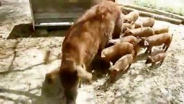 حمله 13 بچه خوک به خوک مادر برای شیر خوردن