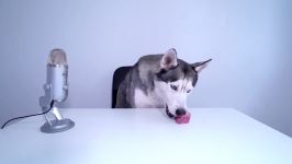 ASMR Husky Reviewing Raw Pork Meat Parts