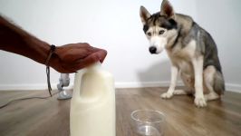 My Husky Reacts to Raw Goat Milk