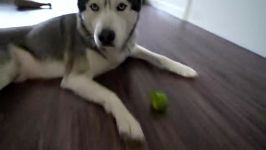 My Husky Reacts to Trying Lime