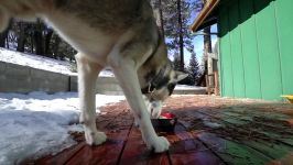 Husky vs Raw Beef Bone in the SNOW ASMR