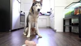 Husky vs Pork Foot ASMR