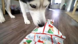 Husky Opens His Christmas Presents