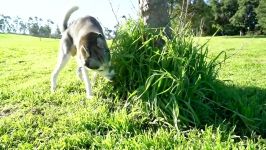 My Husky REACTS to trying Seltzer Water..