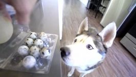 My Husky Eats 3 Quail Eggs