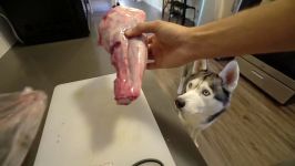 Husky vs Raw Lamb Shank Leg  ASMR