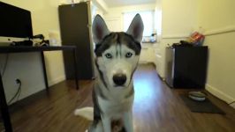 Funny Husky Tries on Dog Shoes for the FIRST time ever