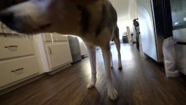 Siberian Husky Tries The Snoot Challenge