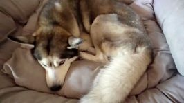 My Husky Eats Popcorn for 1 Minute  ASMR