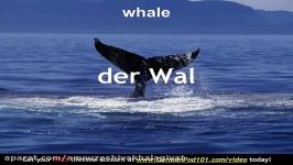 آموزش یادگیری زبان آلمانی  واژگان مربوط به حیوانات دریایی