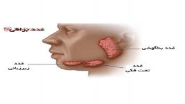 تحقیقات علمی دانشمندان جویدن کامل غذا پیشگیری درمان بسیاری بیماری ها