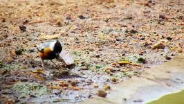 فنچ کاکل سیاه یا زغال سنگی coal crested finch