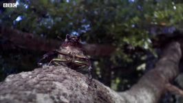 Stag Beetle Throws Girlfriend Out Of Tree  Life