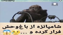 فرار شامپانزه گیر کردنش بالای تیر برق