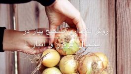 روش تازه نگه داشتن پیاز برای مدت طولانی