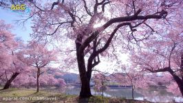 آژانس دیبا  فصل شکوفه های گیلاس در ژاپن