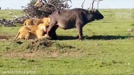 حیات وحش، دردناک ترین زنده دریده شدن بوفالو توسط کفتارها شیرها