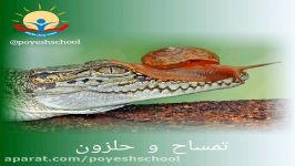 آموزش نوشتاری کلمات نشانه یح در داستان تمساح حلزون گلهای الفبا دبستان پویش