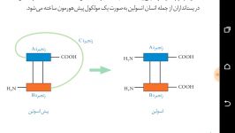 کاربرد مهندسی ژنتیک تولید داروی انسولین