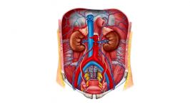 آناتومی بدن   بررسی شریان های کلیه
