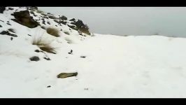 حریر برف در ارتفاعات تهران + فیلم