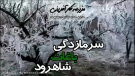 سرمازدگی باغات شاهرود؛ قصه پر غصه سالهای متمادی