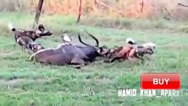 شکار گوزن نایالا توسط سگهای وحشی آفریقایی