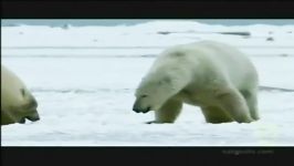 فرار خرس های قطبی خرس های گریزلی