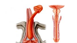 آناتومی بدن   بررسی مجاری ادراری مردان