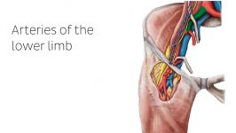 آناتومی بدن   بررسی اجمالی شریان های اندام تحتانی
