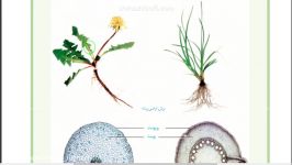 مقایسه ریشه در گیاه تک لپه دو لپه زیست دهم فصل 6 گفتار 3ناصری