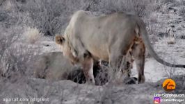 حیات وحش، شکار شدن کفتار توسط 3 شیر گرسنه