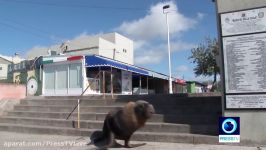 Sea lions bask in the sun after takeover of deserted Mar del Plata harbour