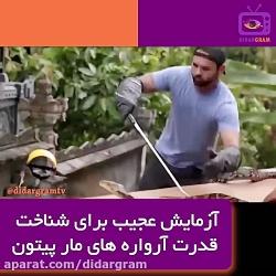 زمایش عجیب سنجش آرواره های مار پیتون در حمله به انسان