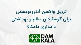 تزریق واکسن آنتروتوکسمی برای گوسفندان سالم بهداشتی دامداری دام کلا