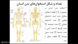 باستان شناسی استخوانهای انسان تعداد شکل استخوانها