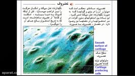 باستان شناسی استخوانهای انسان انواع مفصل