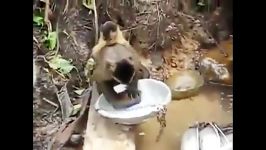 شستن ظرف توسط میمون خیلی باحاله اند خندس ببین چه جوری میشوره