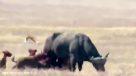 حیات وحش، دردناک ترین زنده خواری بوفالو توسط کفتارها
