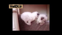 گربه نژاد Ragdoll