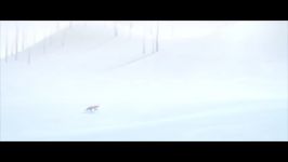 انیمیشن کوتاه روباه موش A Fox And A Mouse